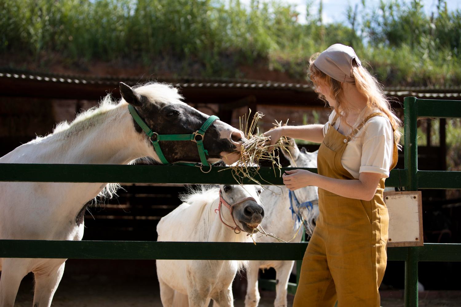 Professional care of animal hooves